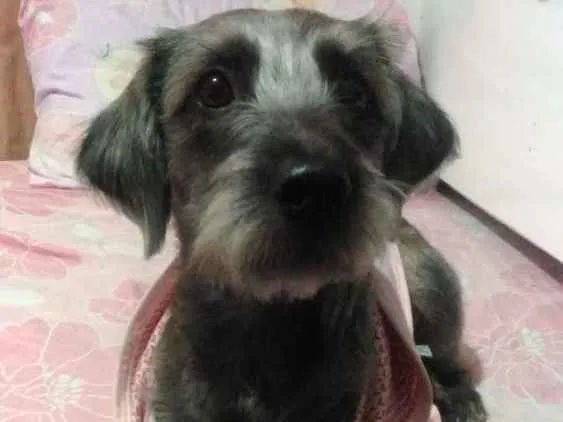 Cachorro ra a Vira lata idade 1 ano nome Ayla