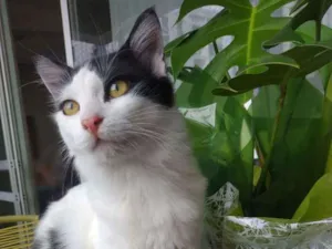 Gato raça Srd idade 2 a 6 meses nome Kevin