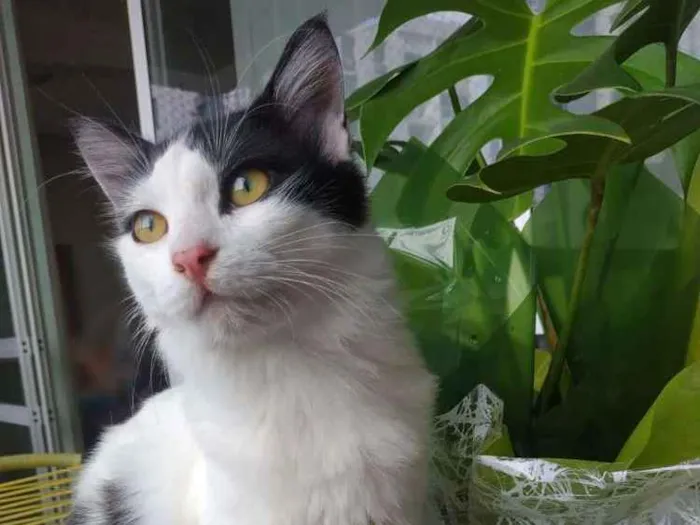 Gato ra a Srd idade 2 a 6 meses nome Kevin