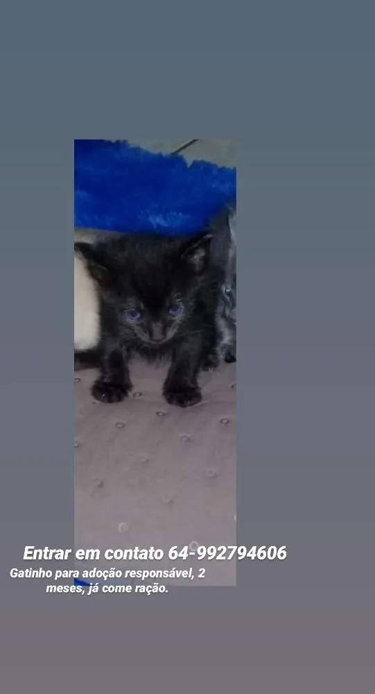 Gato ra a  idade 2 a 6 meses nome Não possui nome 