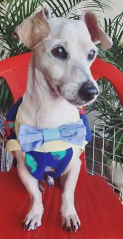 Cachorro ra a SRD idade 6 ou mais anos nome Chicó