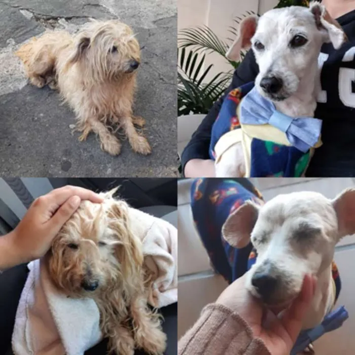 Cachorro ra a SRD idade 6 ou mais anos nome Chicó