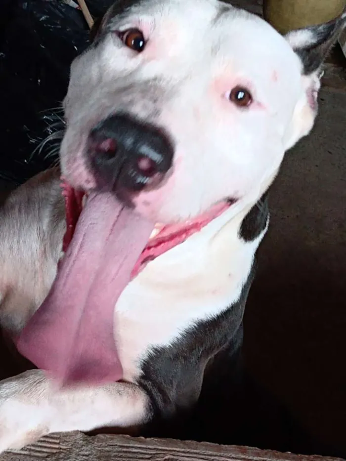 Cachorro raça Pitbull idade 2 anos nome Hitler