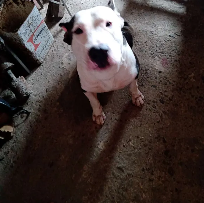 Cachorro raça Pitbull idade 2 anos nome Hitler