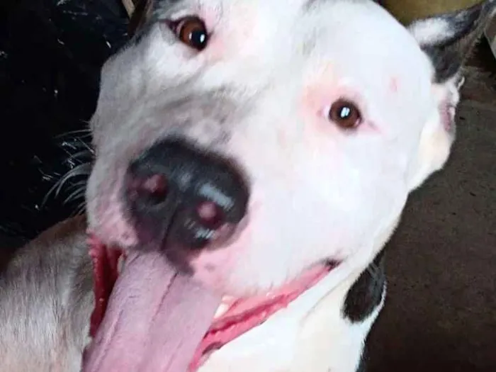Cachorro raça Pitbull idade 2 anos nome Hitler
