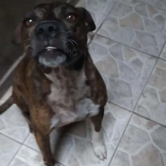 Cachorro ra a Srd idade 4 anos nome Guerreiro