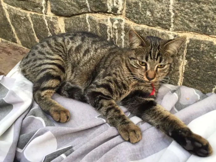 Gato ra a Srd idade 7 a 11 meses nome Bella