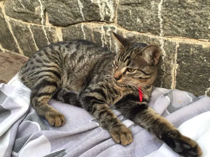 Gato ra a Srd idade 7 a 11 meses nome Bella