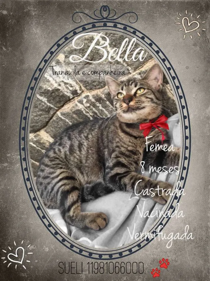 Gato ra a Srd idade 7 a 11 meses nome Bella