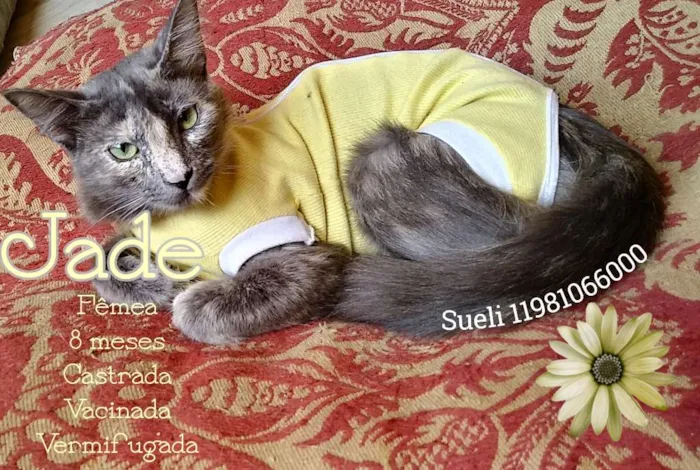Gato ra a Srd idade 7 a 11 meses nome Jade