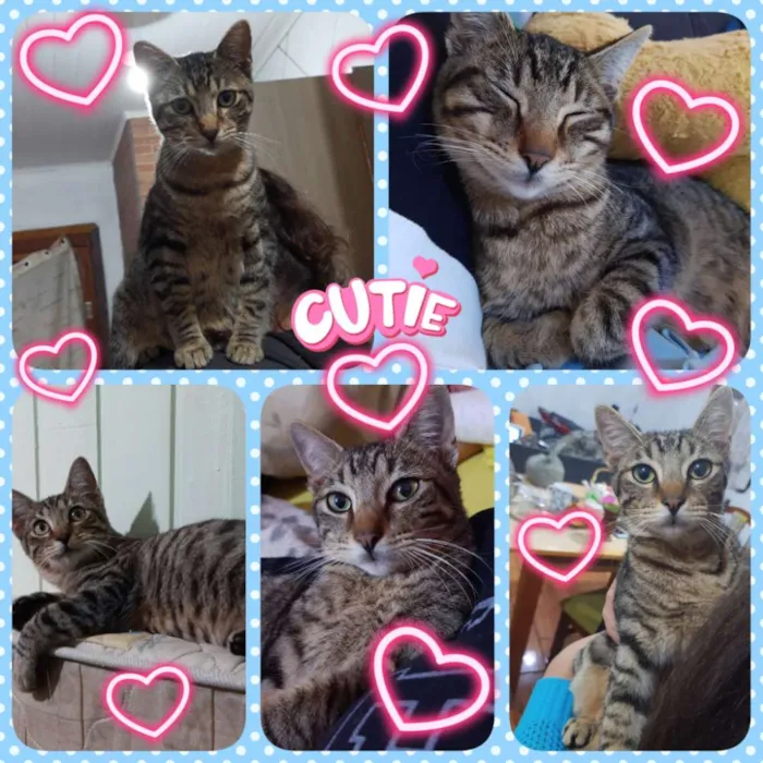 Gato ra a SRD idade 7 a 11 meses nome Baby