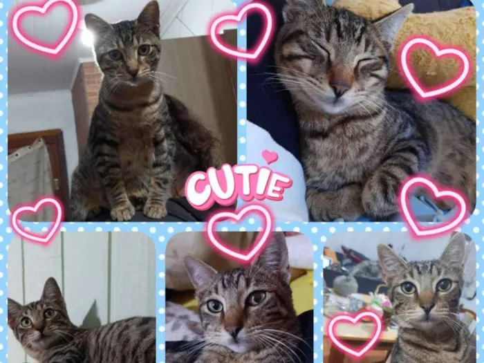 Gato ra a SRD idade 7 a 11 meses nome Baby