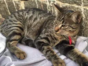 Gato raça Srd idade 7 a 11 meses nome Bella