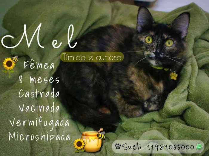 Gato ra a SRD idade 7 a 11 meses nome Mel