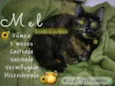 Mel
