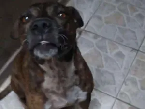 Cachorro raça Srd idade 4 anos nome Guerreiro