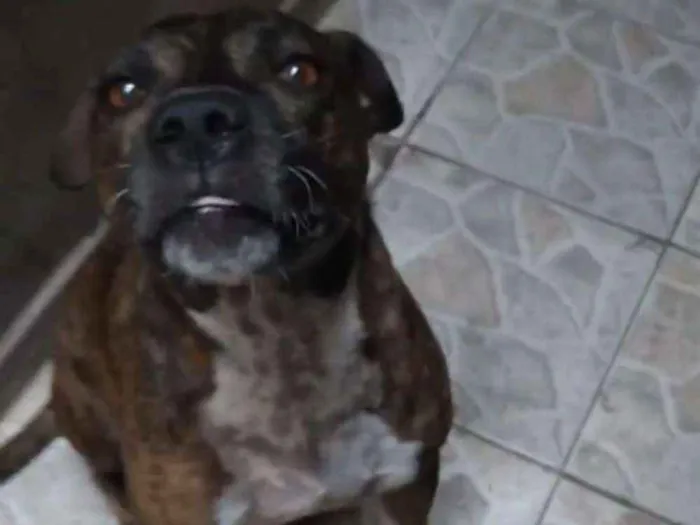 Cachorro ra a Srd idade 4 anos nome Guerreiro