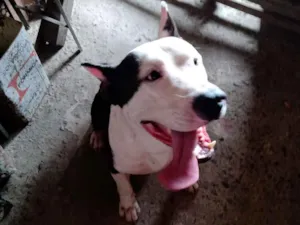 Cachorro raça Pitbull idade 2 anos nome Hitler