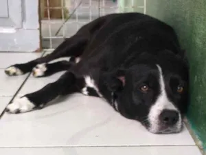 Cachorro raça Vira Lata idade 5 anos nome Desconhecido 
