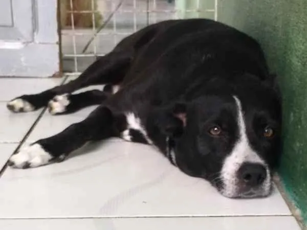 Cachorro ra a Vira Lata idade 5 anos nome Desconhecido 