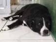 Desconhecido