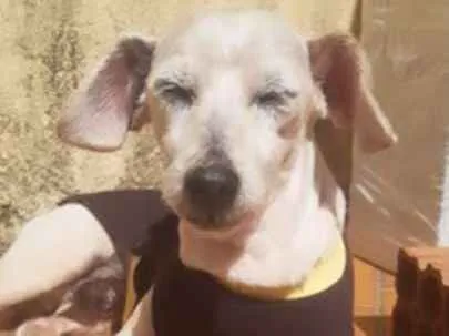 Cachorro ra a SRD idade 6 ou mais anos nome Chicó