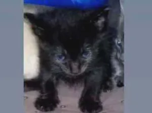 Gato raça  idade 2 a 6 meses nome Não possui nome 