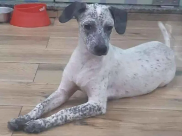 Cachorro ra a Srd idade 7 a 11 meses nome Lupita