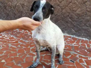 Cachorro raça Srd idade 7 a 11 meses nome Sol