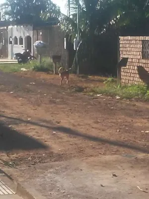 Cachorro raça Vira-lata idade 6 ou mais anos nome Spayck