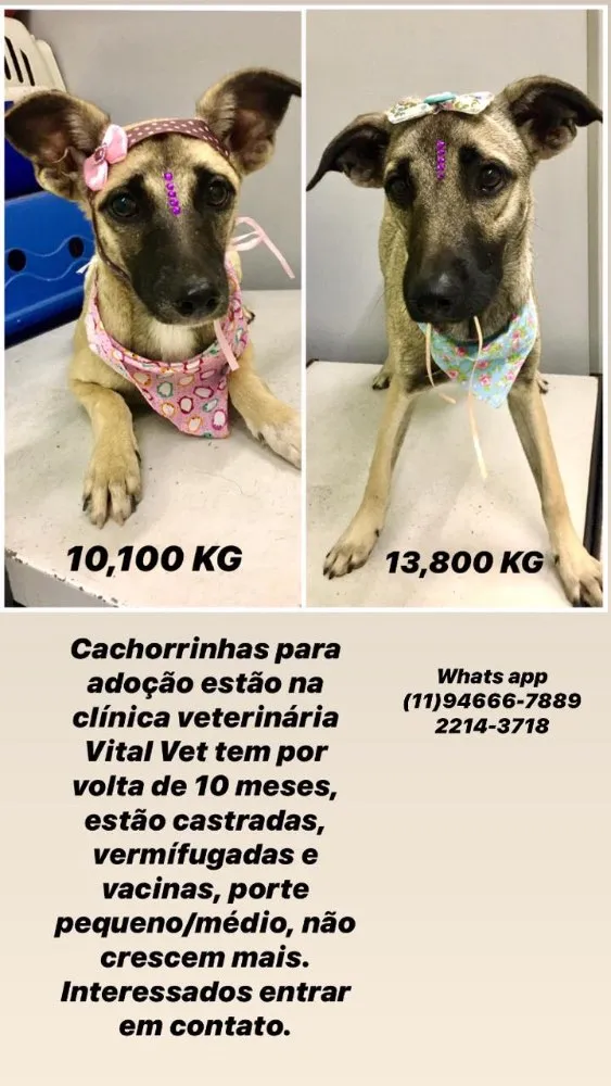 Cachorro ra a Sem raça definida idade 7 a 11 meses nome Xuxa e Leca