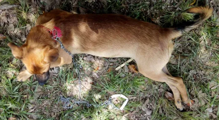 Cachorro ra a Vira lata idade 7 a 11 meses nome Paçoca