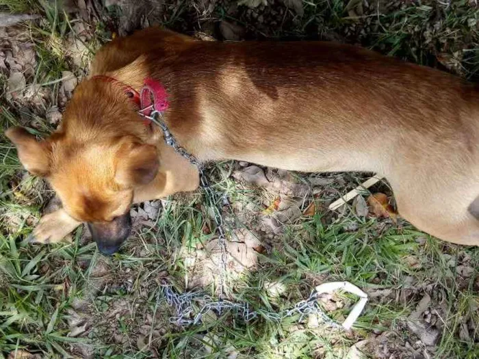 Cachorro ra a Vira lata idade 7 a 11 meses nome Paçoca