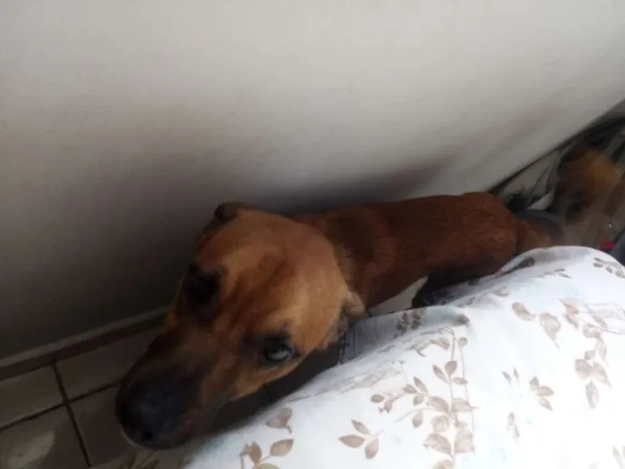 Cachorro ra a Vira lata idade 7 a 11 meses nome Paçoca