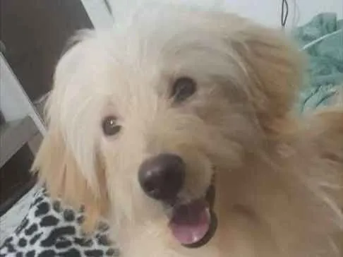 Cachorro ra a Viralata idade 1 ano nome Theo