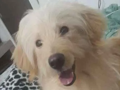 Cachorro ra a Viralata idade 1 ano nome Theo