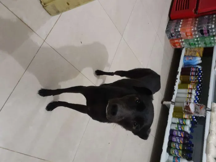 Cachorro raça Srd idade 1 ano nome Jojô CASTRADA