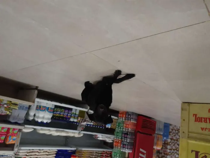 Cachorro raça Srd idade 1 ano nome Jojô CASTRADA