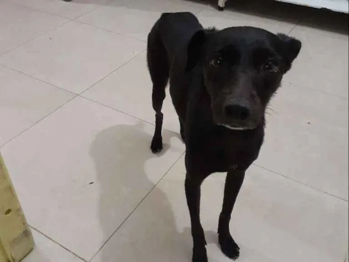 Cachorro raça Srd idade 1 ano nome Jojô CASTRADA