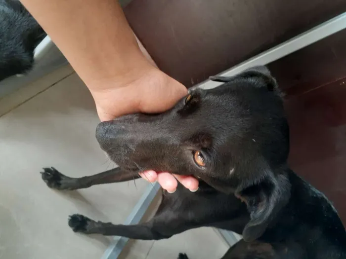 Cachorro raça Srd idade 1 ano nome Jojô CASTRADA