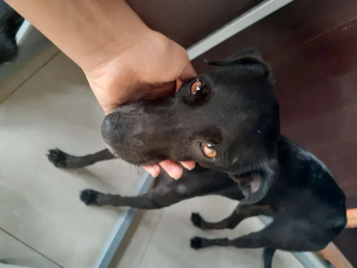 Cachorro raça Srd idade 1 ano nome Jojô CASTRADA