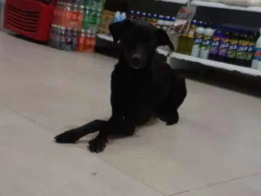 Cachorro raça Srd idade 1 ano nome Jojô CASTRADA