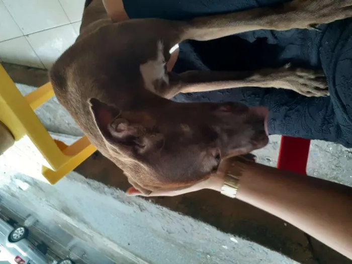 Cachorro raça Srd idade 2 a 6 meses nome Caramelo CASTRADA