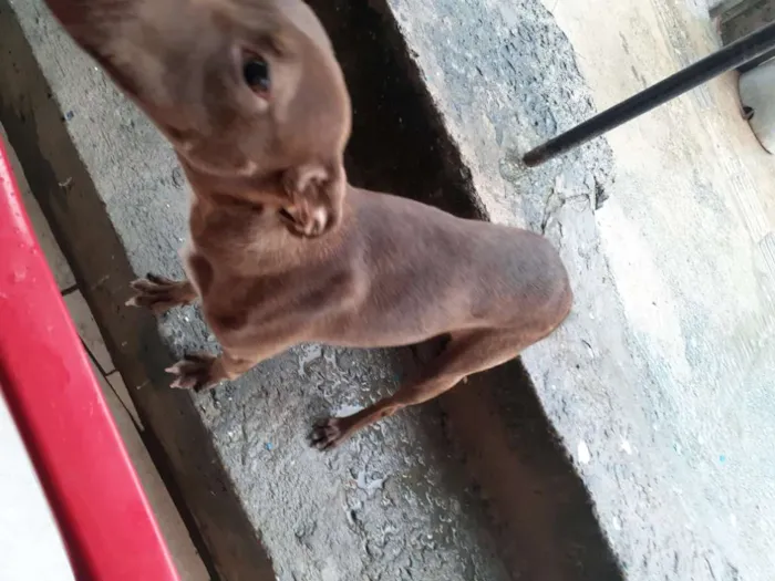 Cachorro raça Srd idade 2 a 6 meses nome Caramelo CASTRADA