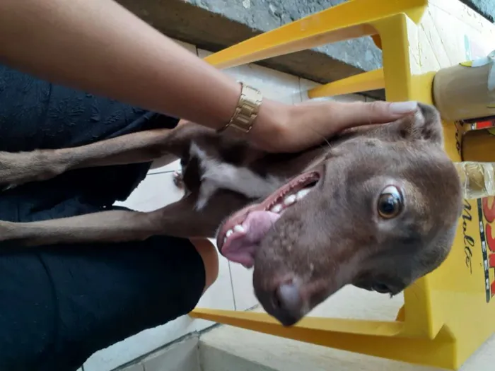 Cachorro raça Srd idade 2 a 6 meses nome Caramelo CASTRADA