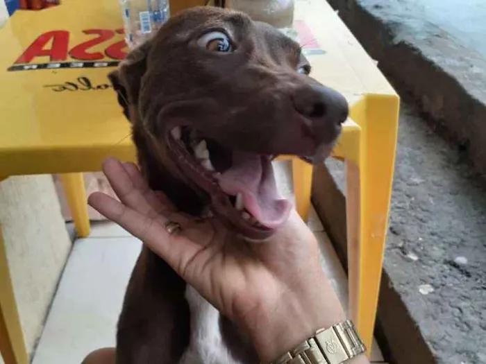 Cachorro raça Srd idade 2 a 6 meses nome Caramelo CASTRADA
