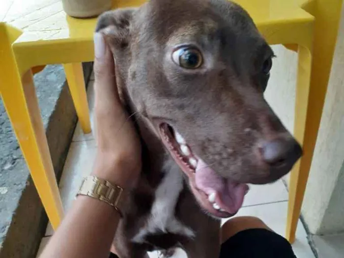 Cachorro raça Srd idade 2 a 6 meses nome Caramelo CASTRADA