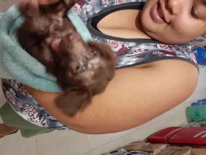 Cachorro raça Srd idade Abaixo de 2 meses nome URSINHA 