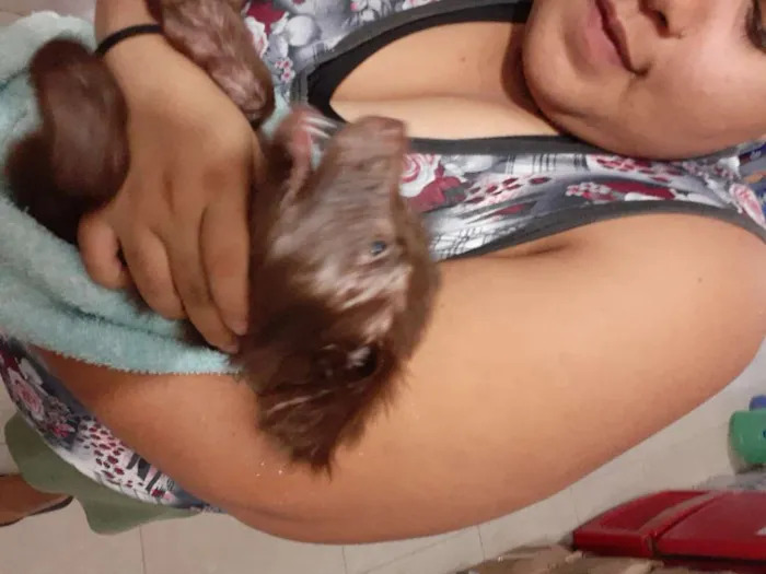 Cachorro raça Srd idade Abaixo de 2 meses nome URSINHA 