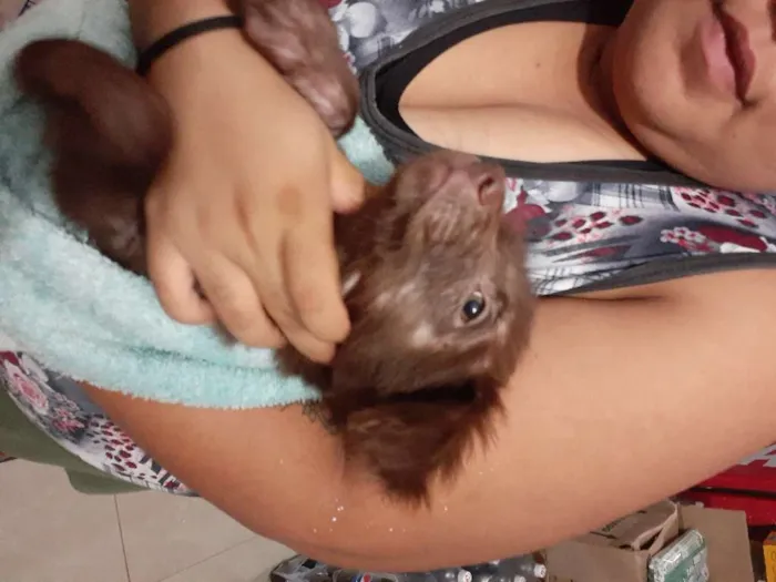 Cachorro raça Srd idade Abaixo de 2 meses nome URSINHA 